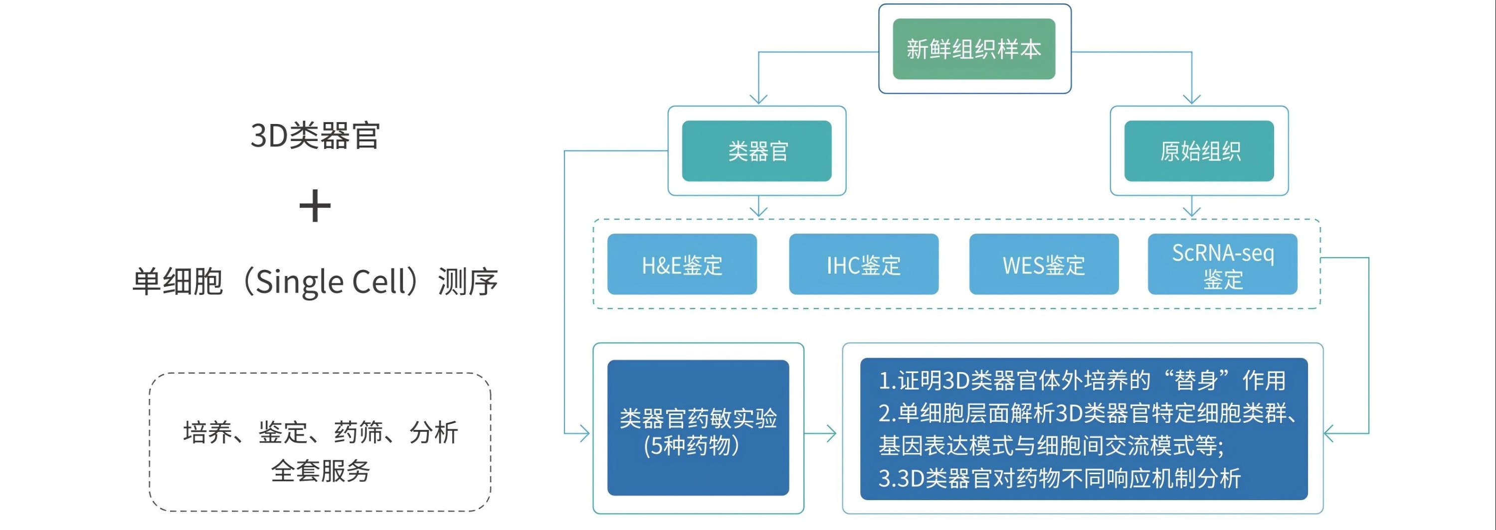 亚洲一号-类器官服务_芯超_转曲2025.8.13定稿-彩页_04(1)-3DSC
