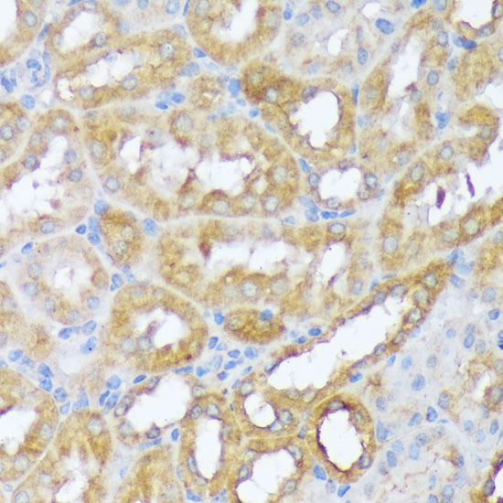 A7353_IHC_02_(1067426).jpg